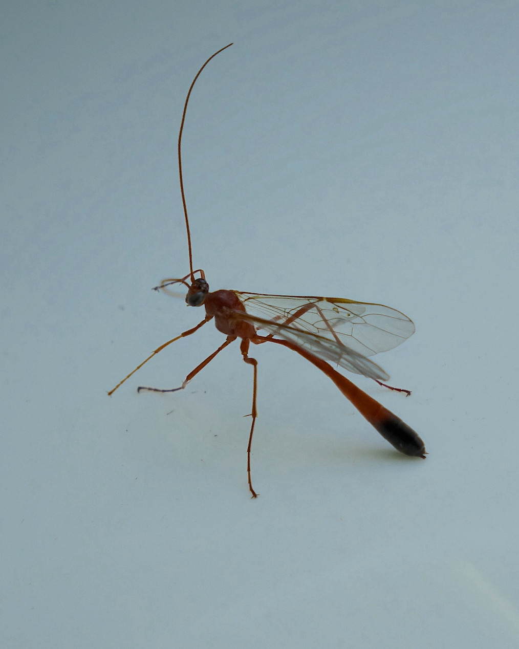 ichneumon